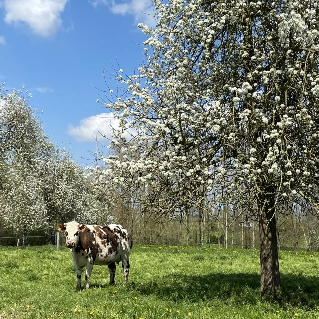 Bagnoles Orne Bebagnoles Domfront Destination Printemps Domfrontais Poirier Pommier Vache