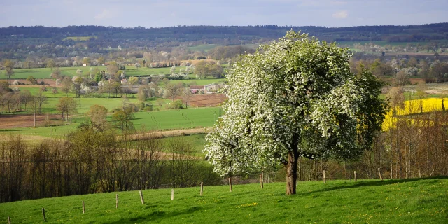 Bocage Destination Domfront Bagnoles Champ Arbre Pomme Poire Poirier Pommier Fleur Camapgne Foret Paysage Normandie Orne