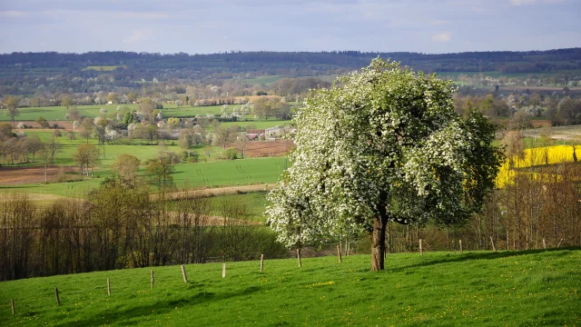 Bocage Destination Domfront Bagnoles Champ Arbre Pomme Poire Poirier Pommier Fleur Camapgne Foret Paysage Normandie Orne