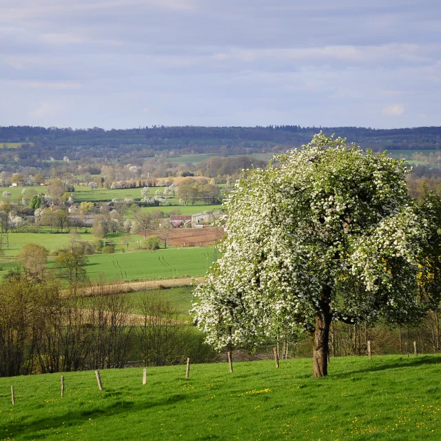 Bocage Destination Domfront Bagnoles Champ Arbre Pomme Poire Poirier Pommier Fleur Camapgne Foret Paysage Normandie Orne